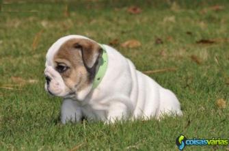 Macho e fêmea filhotes bulldog inglês para venda 