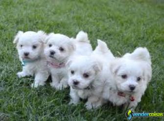 Maltês cachorros para adoção.