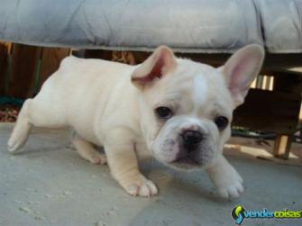 Masculino e feminino francês bulldog cachorros