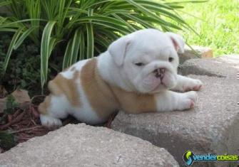  masculino e feminino registrado bulldog inglês