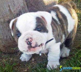 Masculino inglês bulldog pup