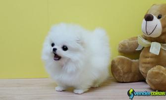 Melhor filhote de cachorro pomeranian em casa bran