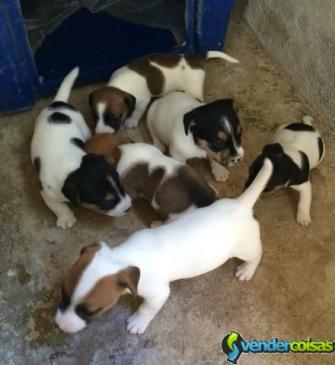 Ninhada 2 cachorros jack russell terrier