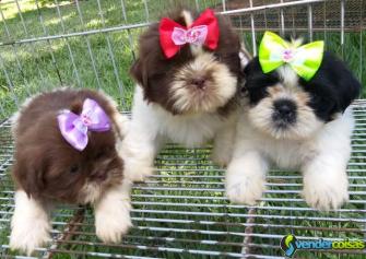 Ninhada de shihtzu rj