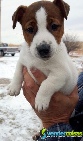 Oferecer filhotes de jack russel prontos para adoç