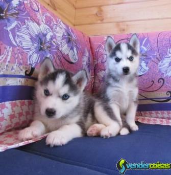 Offerta adoráveis ??filhotes de  husky siberian