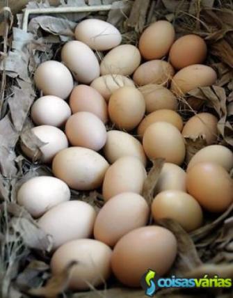 Ovos biológicos de galinha pedrês portuguesa