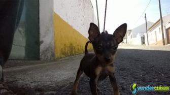 Pinscher miniatura macho para acasalar