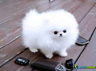 Pomeranian cachorro à venda