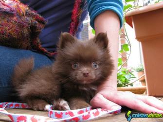 Pomeranian cachorros para adoção.
