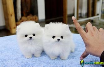 Pomeranian cachorros
