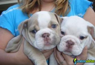 Presente inglês bulldog cachorros