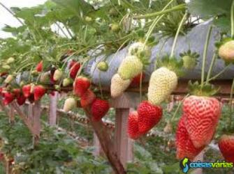 prestações de serviço Jardins e Agricultura 