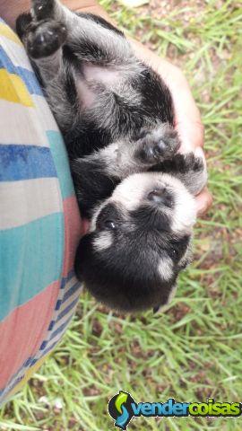 Schnauzer miniatura preto solido