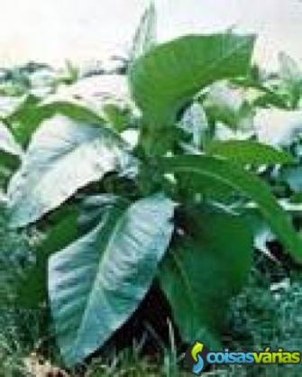 Sementes e plantas de tabaco
