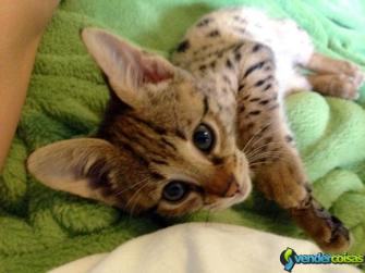 Serval exótico e gatinhos de  f1 sabana.     