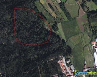 Terreno de pinhal em macieira de sarnes