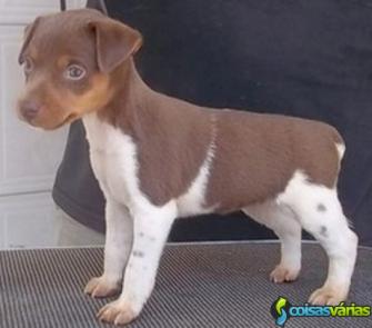 Terrier brasileiro (fox paulistinha)