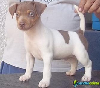 Terrier brasileiro