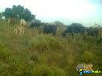 Traspasse de propriedade com 7oo hectares em mocambique