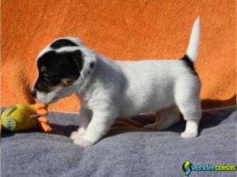 Um chá surpreendente copo de jack russell cachorro