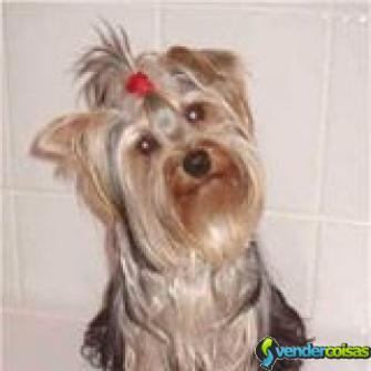 Vende-se yorkshire terrier