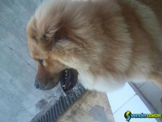 Vendo chow chow