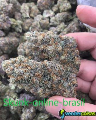 Vendo skunk razzleberry kush skunk-online-brasil