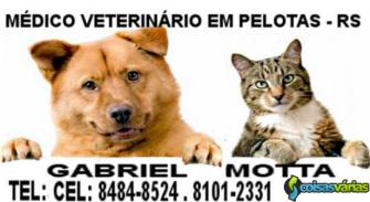 Veterinário a domicílio em pelotas-rs