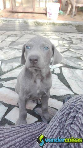 Weimaraner / braco de weimar 