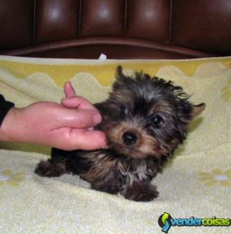 Yorkshire terrier fofo