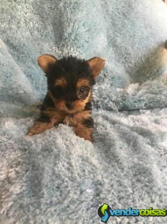 Yorkshire terrier miniatura femea e macho