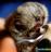Macacos de marmoset do bebê para a adopção.