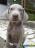 Weimaraner / braco de weimar 