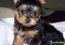 Yorkshire terrier miniatura femea e macho