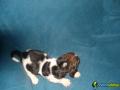 Basset hound de todas as cores 1