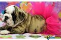 Bulldog ingles filhotes para su adopcion 1