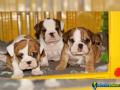 Cachorros bulldog inglês c/lop. 1