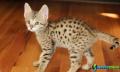 Deslumbrantes gatinhos serval e savannah para adoç 1