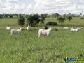 Fazenda de pecuária à venda em casa verde / ms - ligue: (14) 99707-3330 - silvio 1