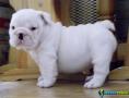 Filhotes de cachorro ingleses magníficos do buldog 1