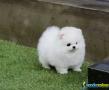 Filhotes de cachorro pomeranian agora disponíveis 1