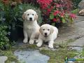 Filhotes de golden retriever 1