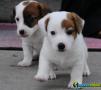 Filhotes de jack russel prontos para adoção. 1