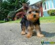 Filhotes de yorkshire terrier masculino e feminino 1