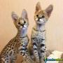 Gatinhos serval, caracal e savana disponíveis 1