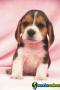 Gratis  brinquedo de presente beagle cachorros dis 1