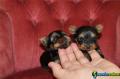 Gratis filhotes de yorkshire terrier prontos para  1