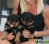 Gratis lindos filhotes de rottweiler 1