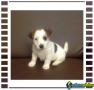 Jack russell terrier 1